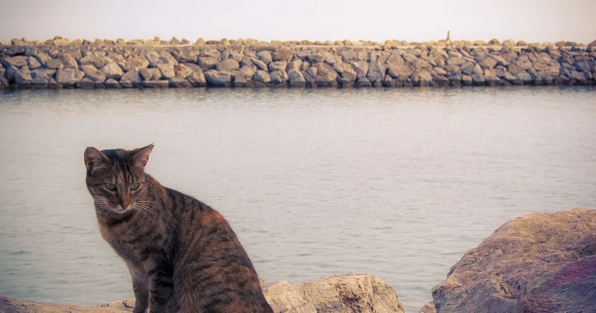 Puerto Banús Pier — Comedy Clubs, 2026 guide